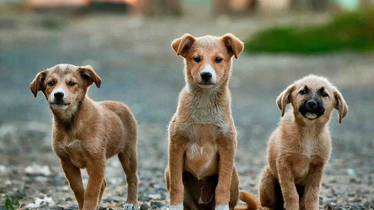 Malattie dei cani randagi: ecco le più pericolose per l&#39;uomo - Android News