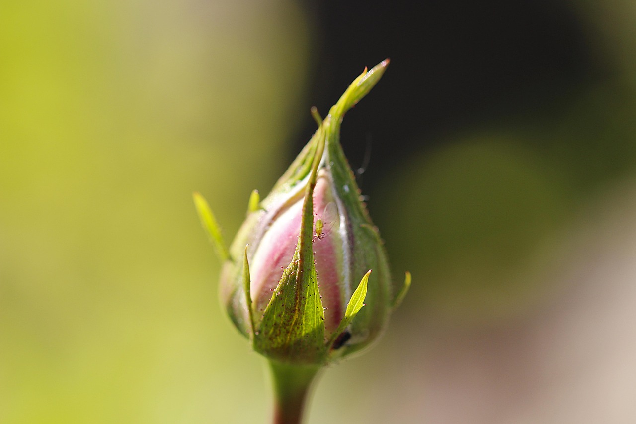 Afidi verdi su una rosa, con rimedi naturali per eliminarli rapidamente.