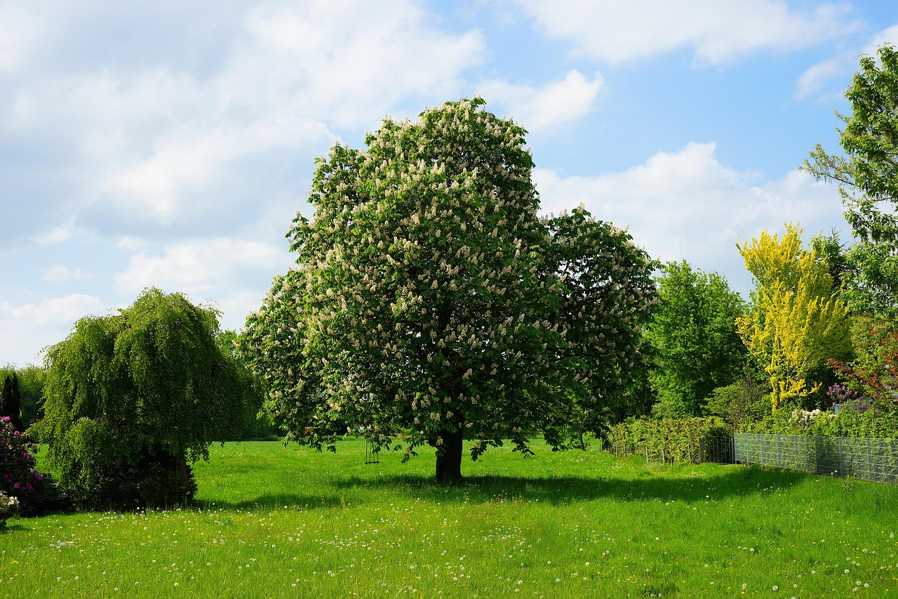 Alberi da giardino a crescita veloce, ideali per creare ombra nel proprio spazio verde.