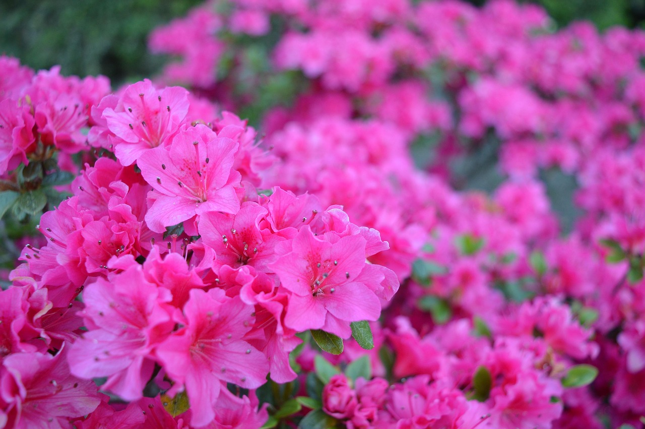 Azalee in fiore con colori vivaci, simbolo di una fioritura rigogliosa e sana.