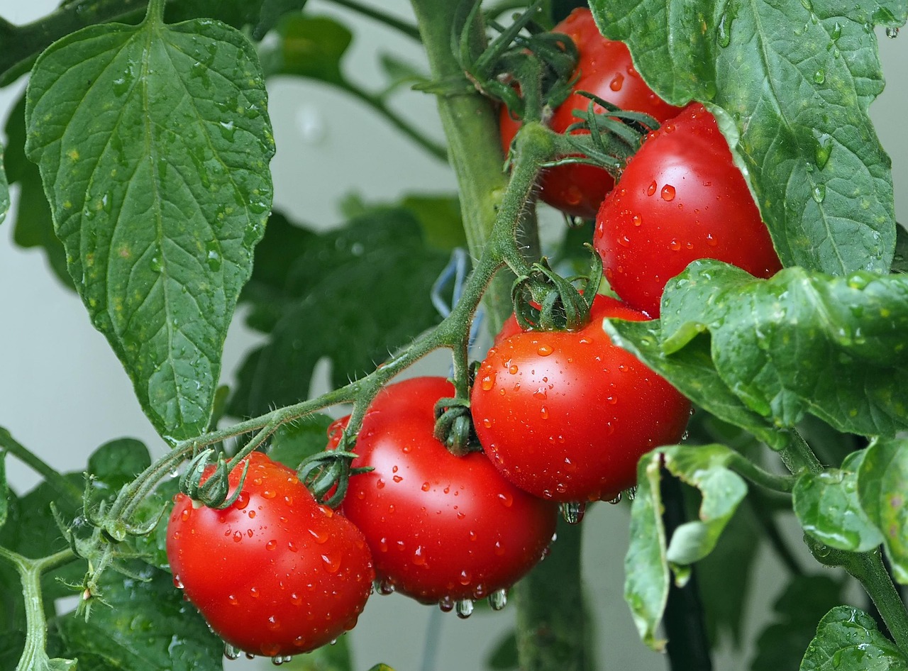 Pomodori rossi e succosi coltivati in vaso, pronti per la raccolta.