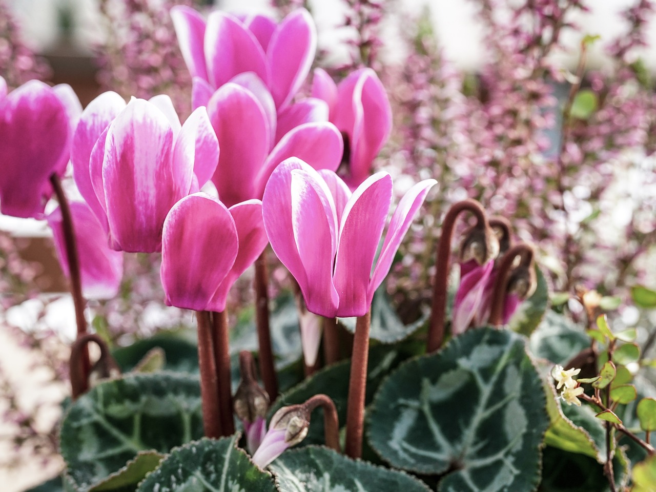 Fiori autunnali da piantare a ottobre per una primavera colorata.