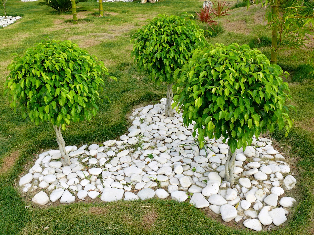 Giardino roccioso fai da te con piante e sassi, ambiente naturale e accogliente.