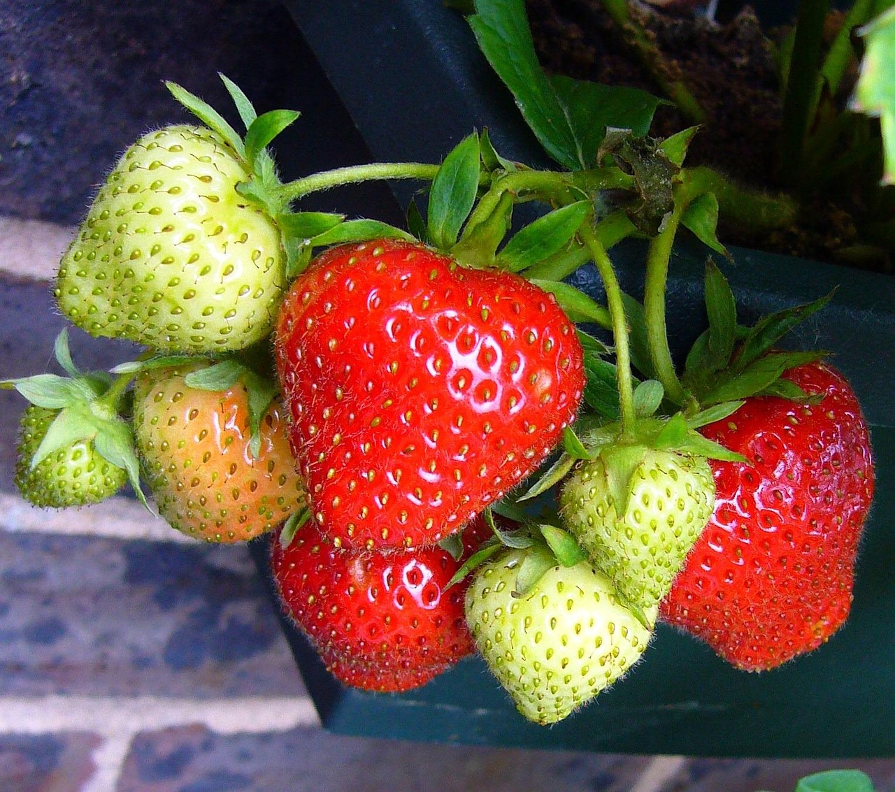 Fragole mature e succose pronte per la raccolta in un campo soleggiato.