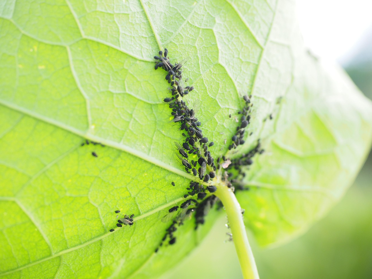 Immagine di un rimedio naturale in cucina per eliminare afidi senza pesticidi.