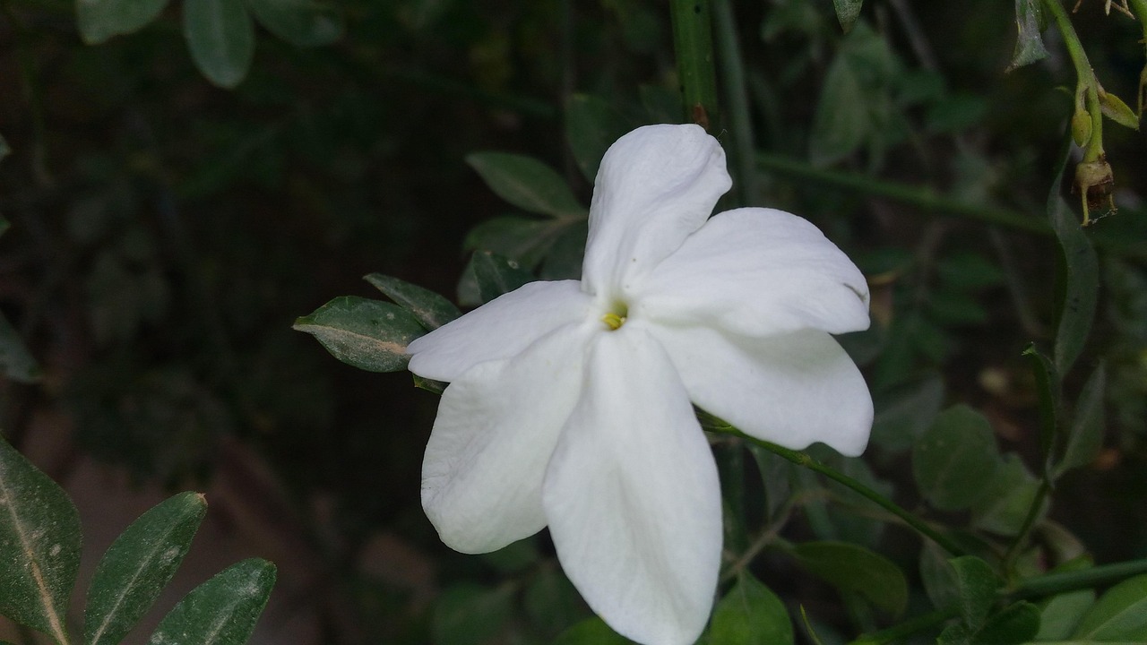 Gelsomino in fiore, con rami ben curati e rigogliosi, simbolo di potatura corretta per una fioritura abbondante.