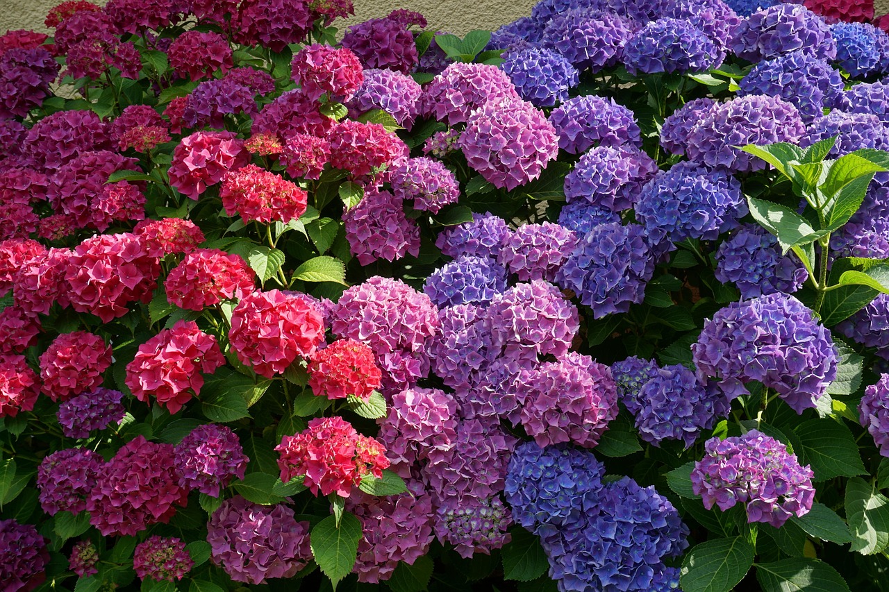 Ortensie potate in modo errato, mostrando rami secchi e assenza di fiori.