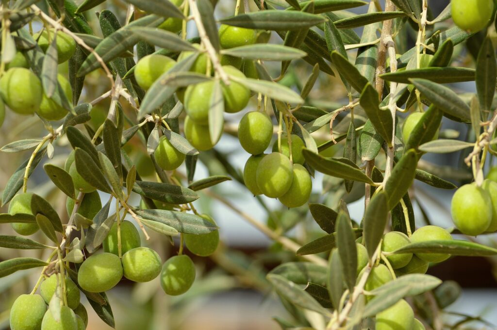 Olivo in vaso: ecco come coltivarlo e il segreto per farlo produrre olive
