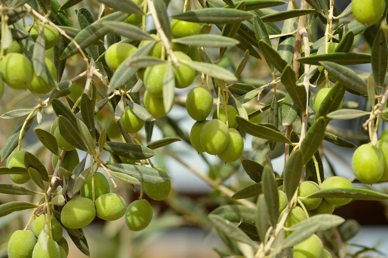 Olivo in vaso con foglie verdi, pronto per la coltivazione e la produzione di olive.