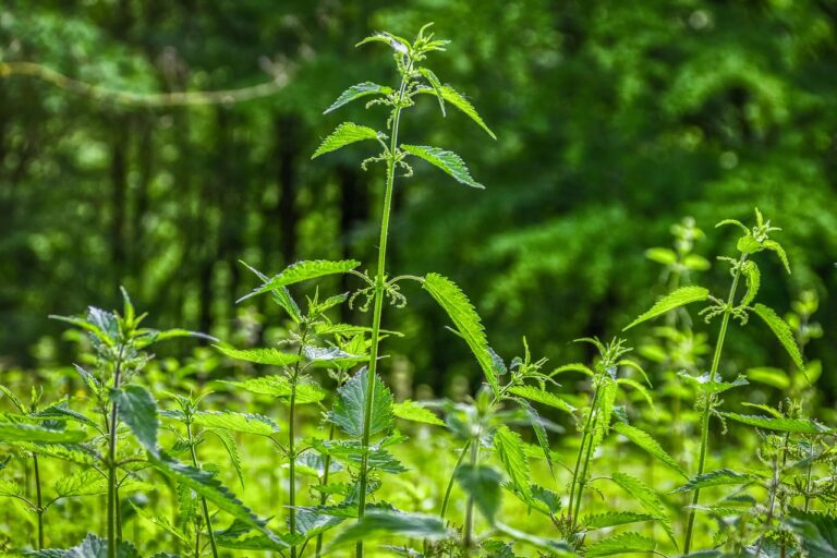 Ortica come fertilizzante: ecco come preparare il macerato e quando usarlo