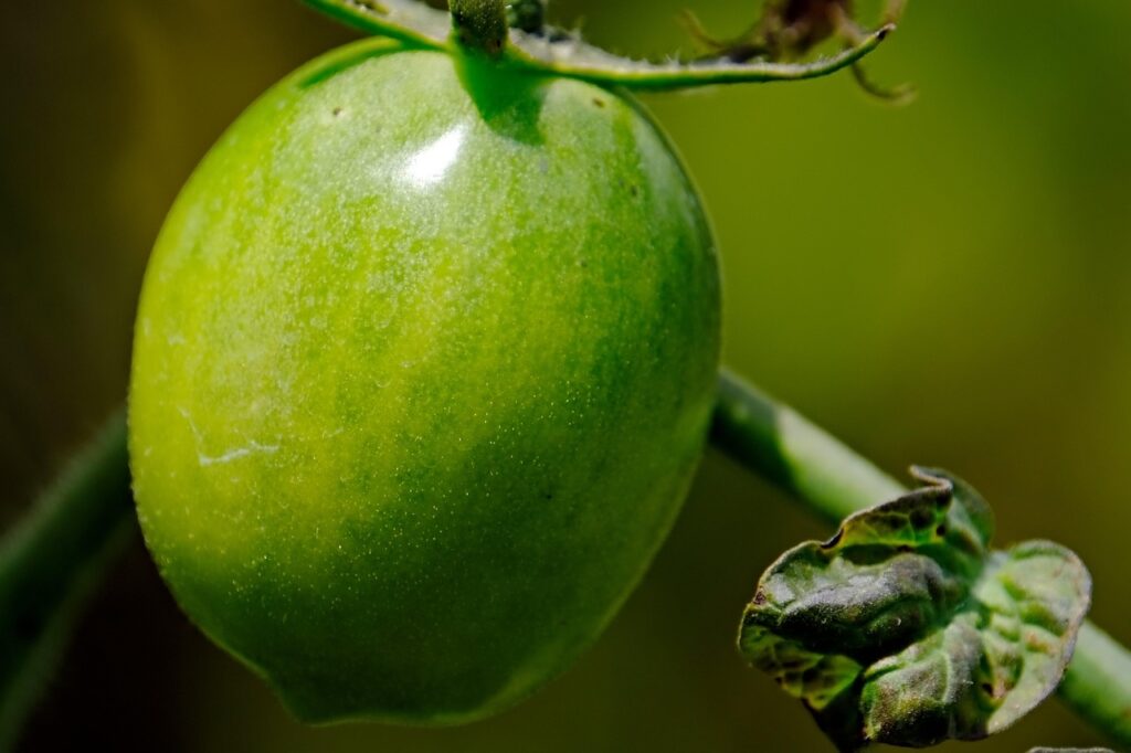 Peronospora sui pomodori: ecco il rimedio naturale più efficace