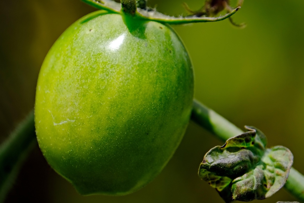 Pianta di pomodoro colpita da peronospora con rimedi naturali in evidenza.