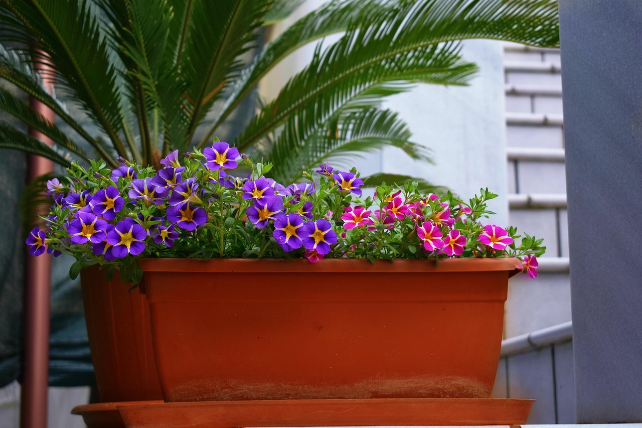Piante da terrazzo ideali per creare ombra durante l'estate.
