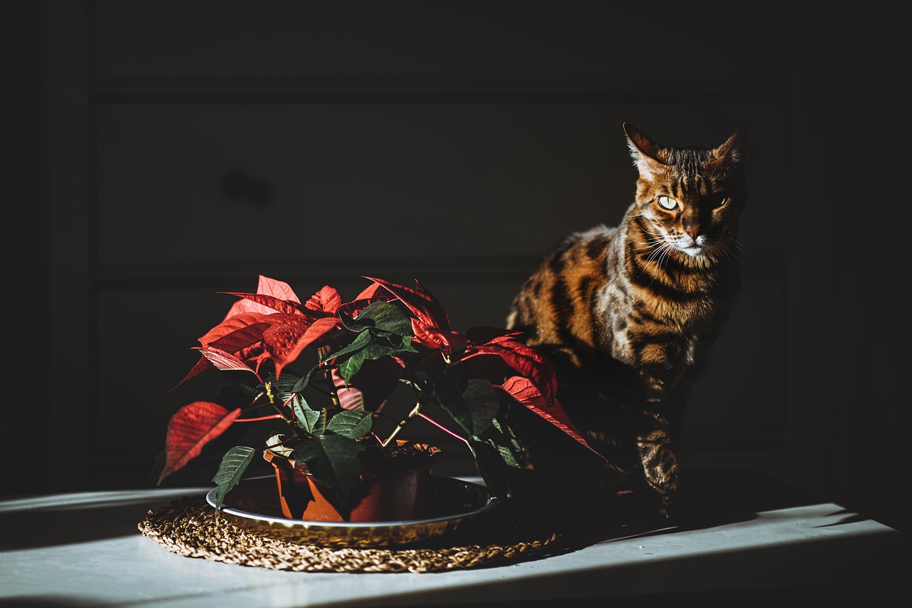 Piante d'appartamento velenose per animali domestici: elenco delle specie da evitare.
