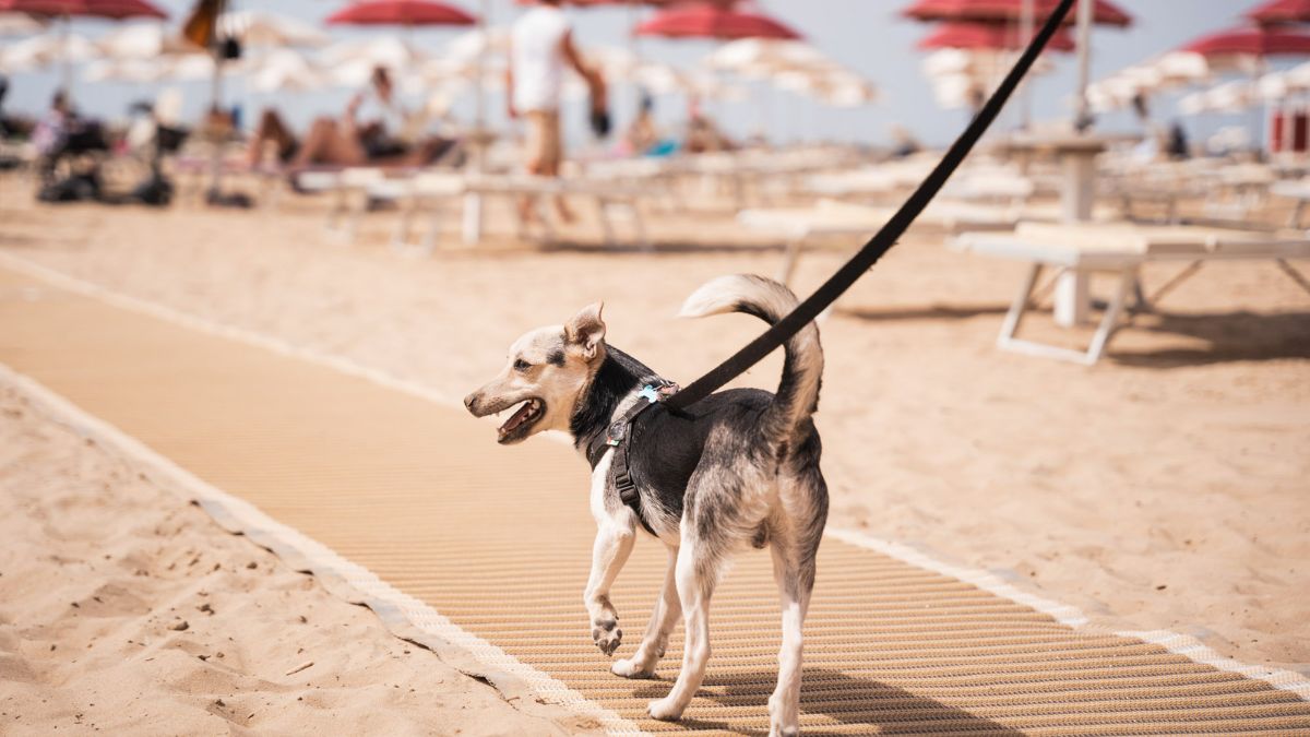 Cane felice che gioca sulla spiaggia, circondato da onde e sabbia, in un'illustrazione di vacanze dog-friendly in Italia.
